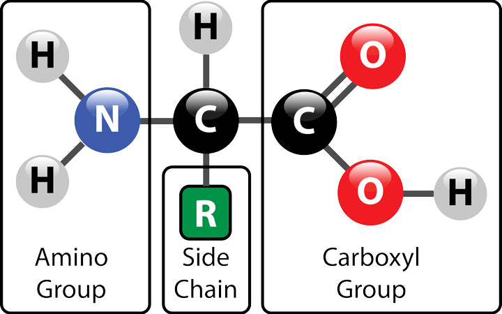 aminozuurstructuur