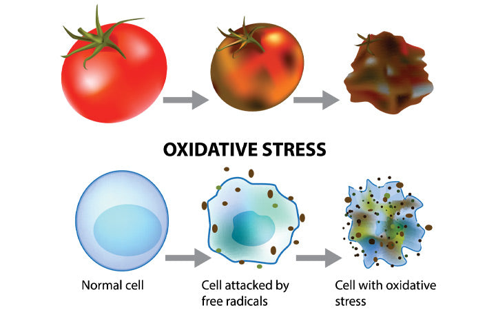 Oxidatieve-stress-en-cellulaire-veroudering