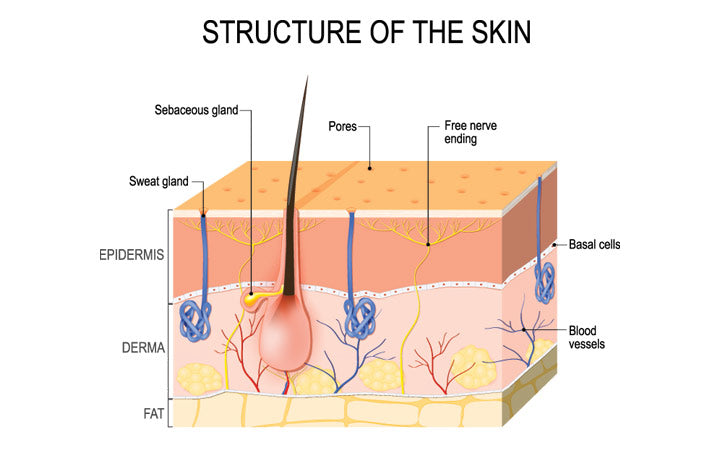 structuur-van-de-huid