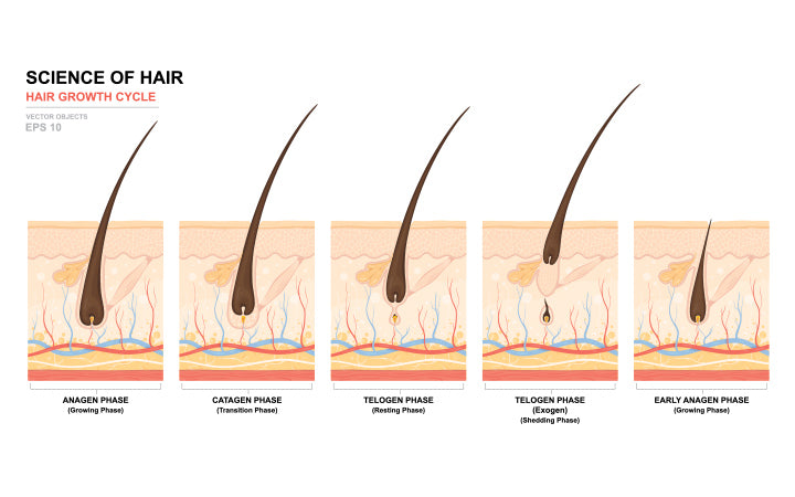 Stadia van de haargroeicyclus