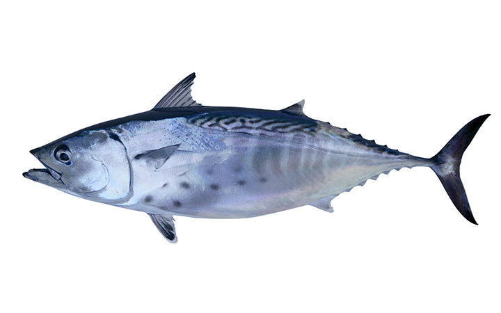 Kleine tunny vangst tonijn vis