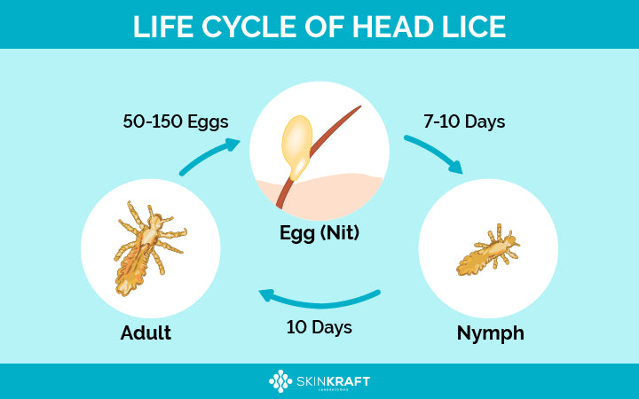 levenscyclus van hoofdluis
