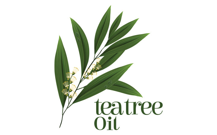 Top 10 voordelen &gebruik van Tea Tree olie voor de huid