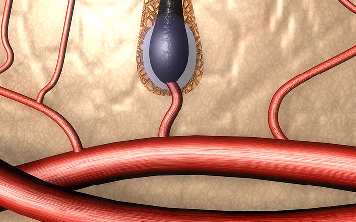 haarwortel bloedcirculatie 3d illustratie afbeelding