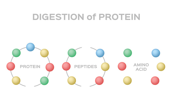 Peptiden voor de huid: wat zijn ze & Hoe werken ze?