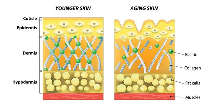 Afname van collageen en elastine bij een oudere huid