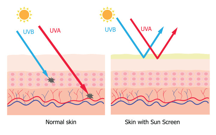 infographic over zonnebrandcrème beschermt de mens